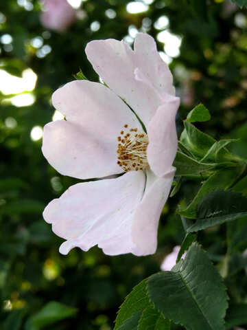 Flor blanca №53436
