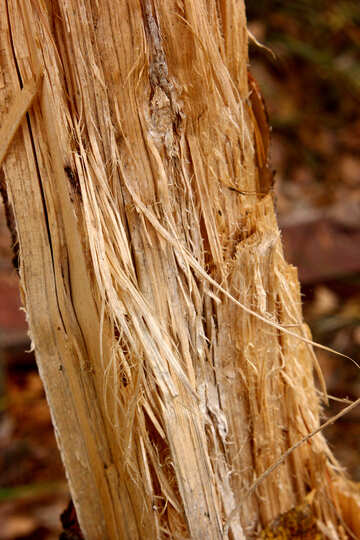 Holz gehackte Textur №53289
