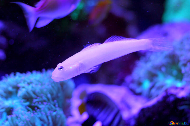 aquarium fish №53782