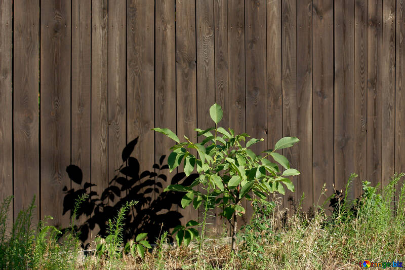 Une plante devant une clôture №53682