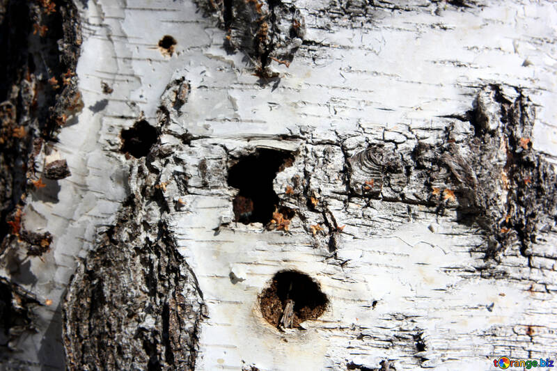 bark birch tree №53338