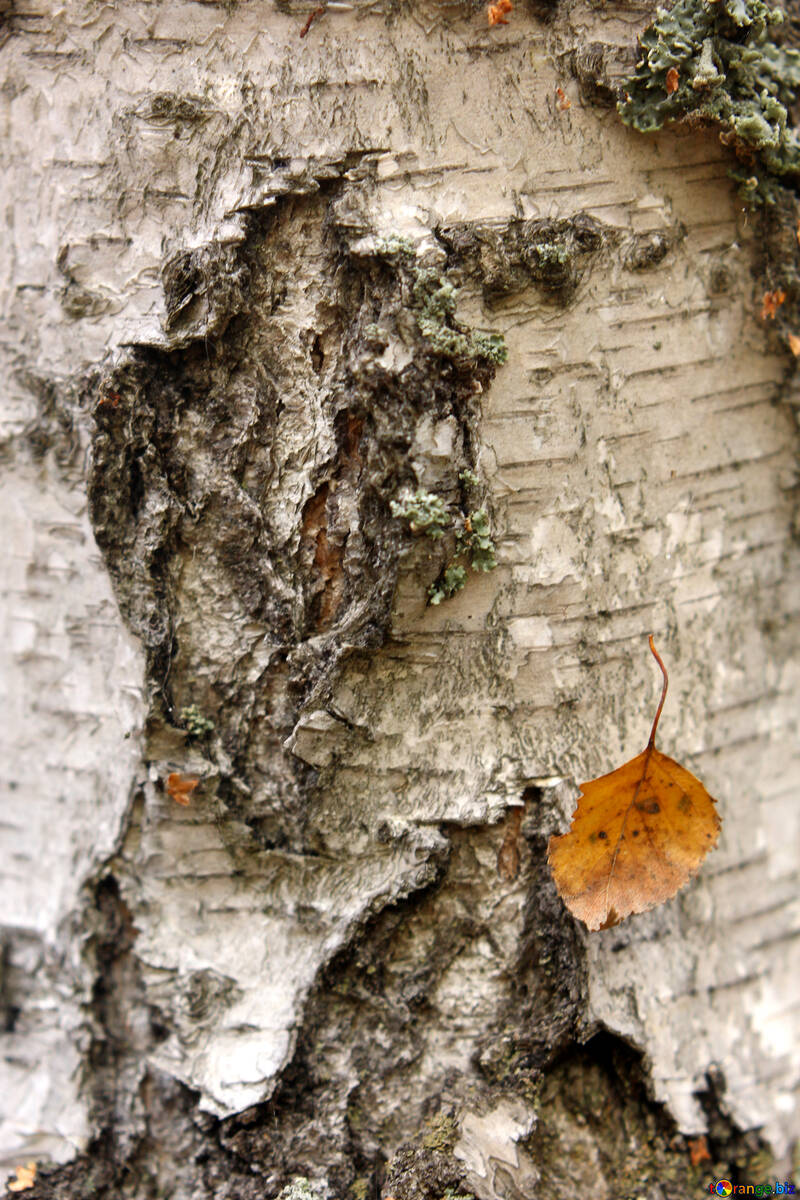 Design and dry leaf bark trees №53309
