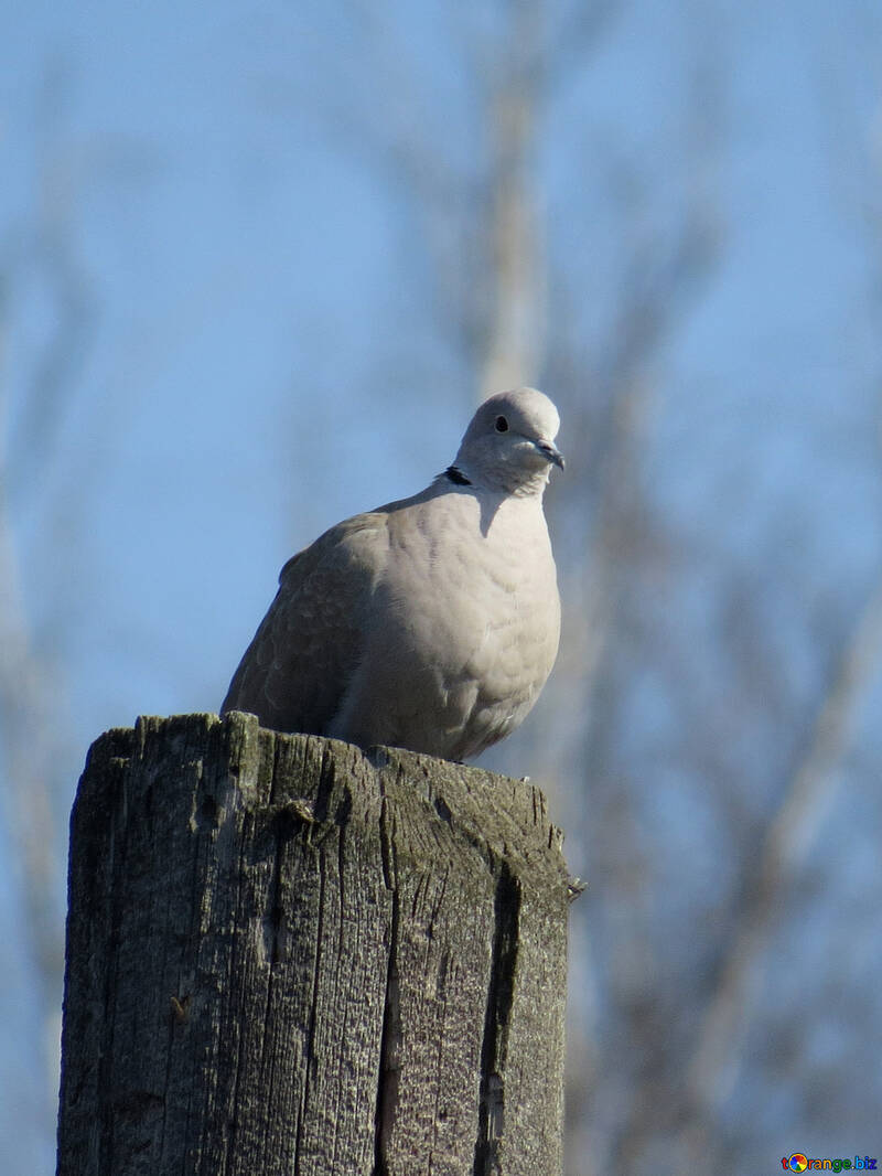 dove standing on a post №53201