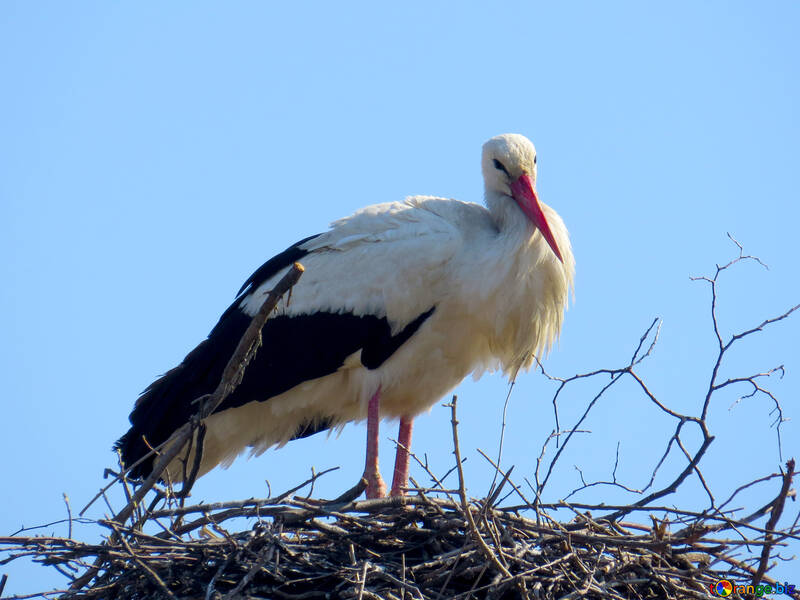 Uccello in un nido №53185