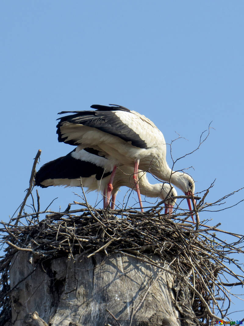 Hermoso pájaro en un nido de cigüeña №53206