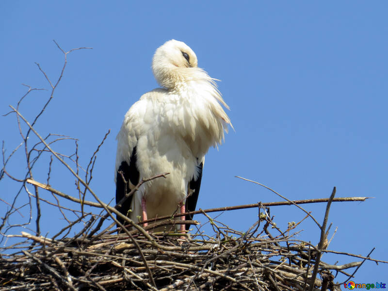 a love bird in nest №53196