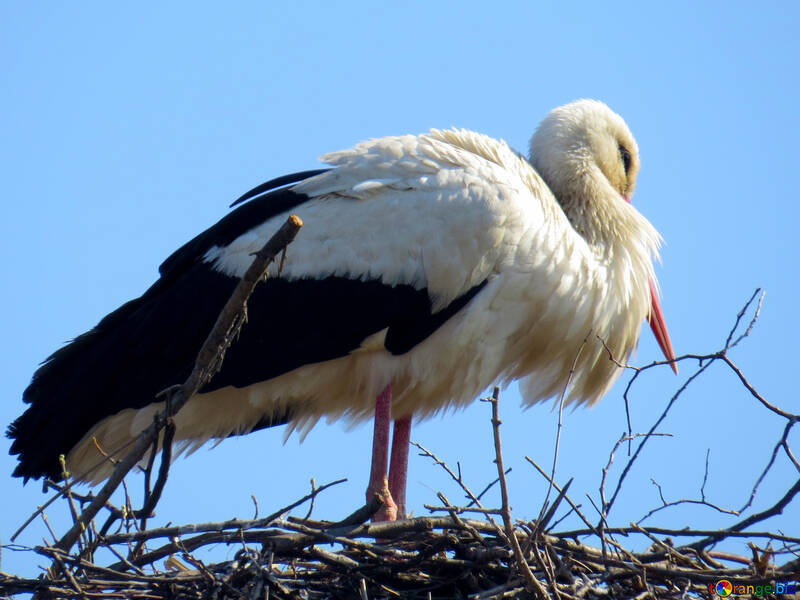 stork bird №53186