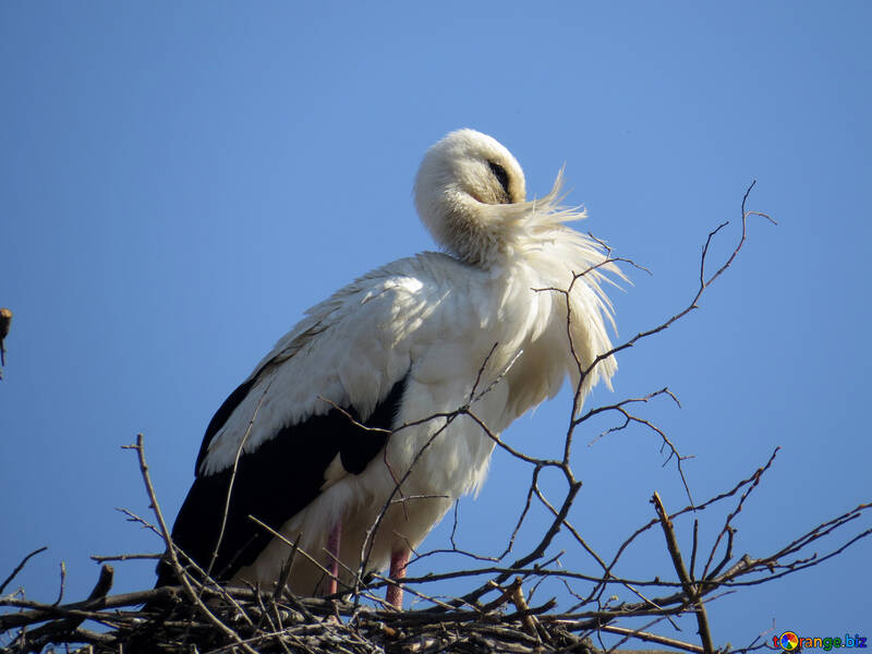 Bird stork №53202