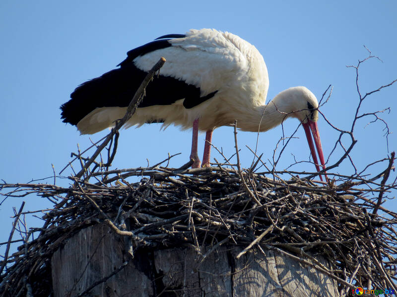 Stork in his nest black white №53184