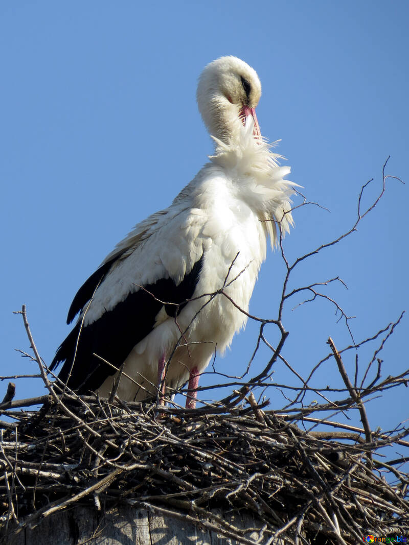 Un oiseau cigogne sur son nid №53200