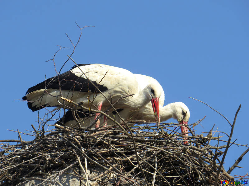 Stork bird nest №53211