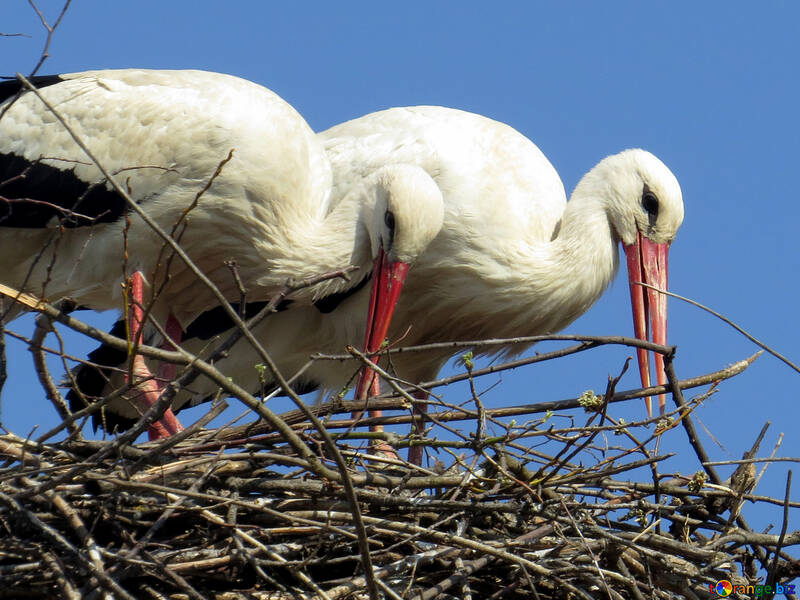 Zwei Vögel harons in einem Nest Love starks №53209