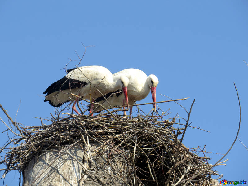 Due uccelli che guardano un nido №53207