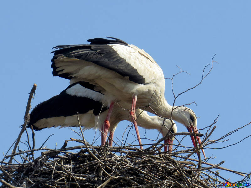 Due cicogne di uccelli in questo nido №53205