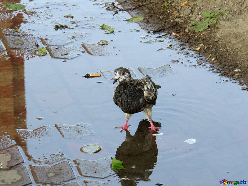 Bird in puddle №53401