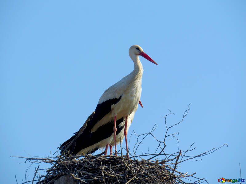 A bird stork №53178