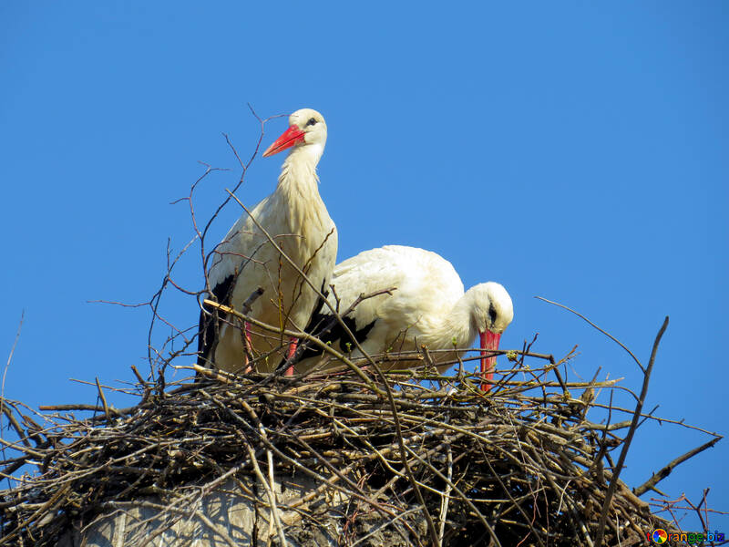 2 oiseaux sur le nid d`oiseau №53213