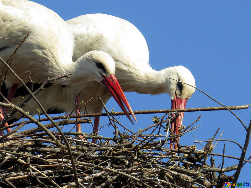 Storks birds in nest №53208