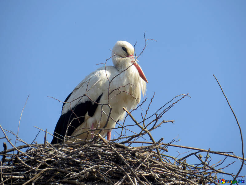 Ein großer storchartiger Vogel auf einem Nest №53189