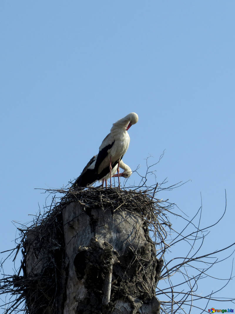 Vogel in einem Nest Storch №53175