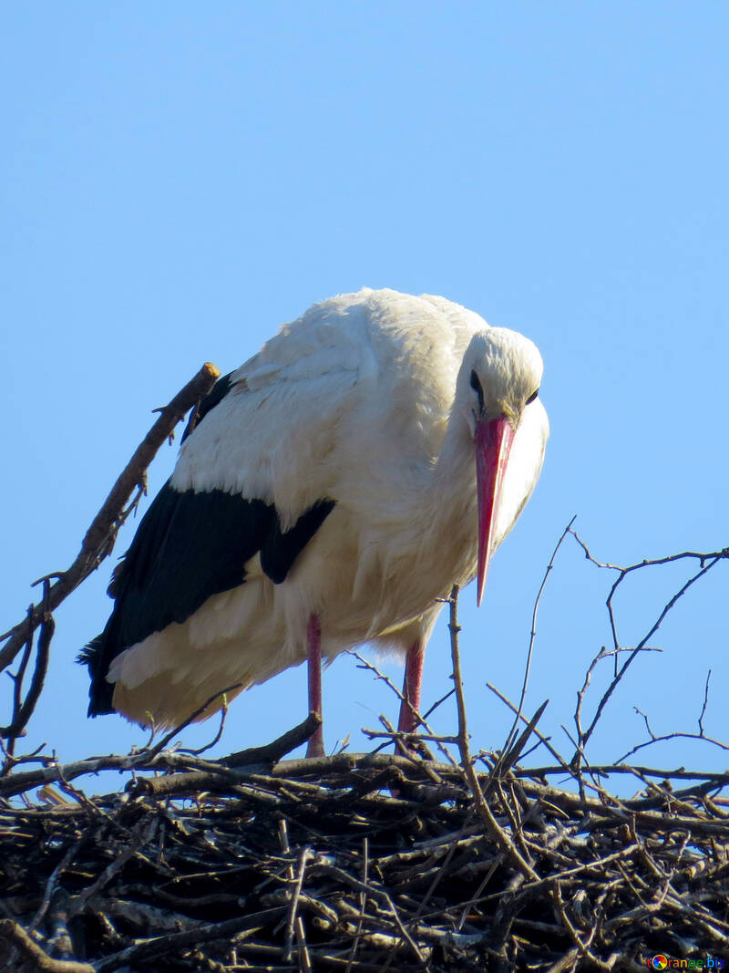 Ein Vogel, der auf seinem Nest steht. №53181