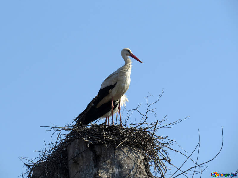 Cigüeña de pájaro en un nido №53176