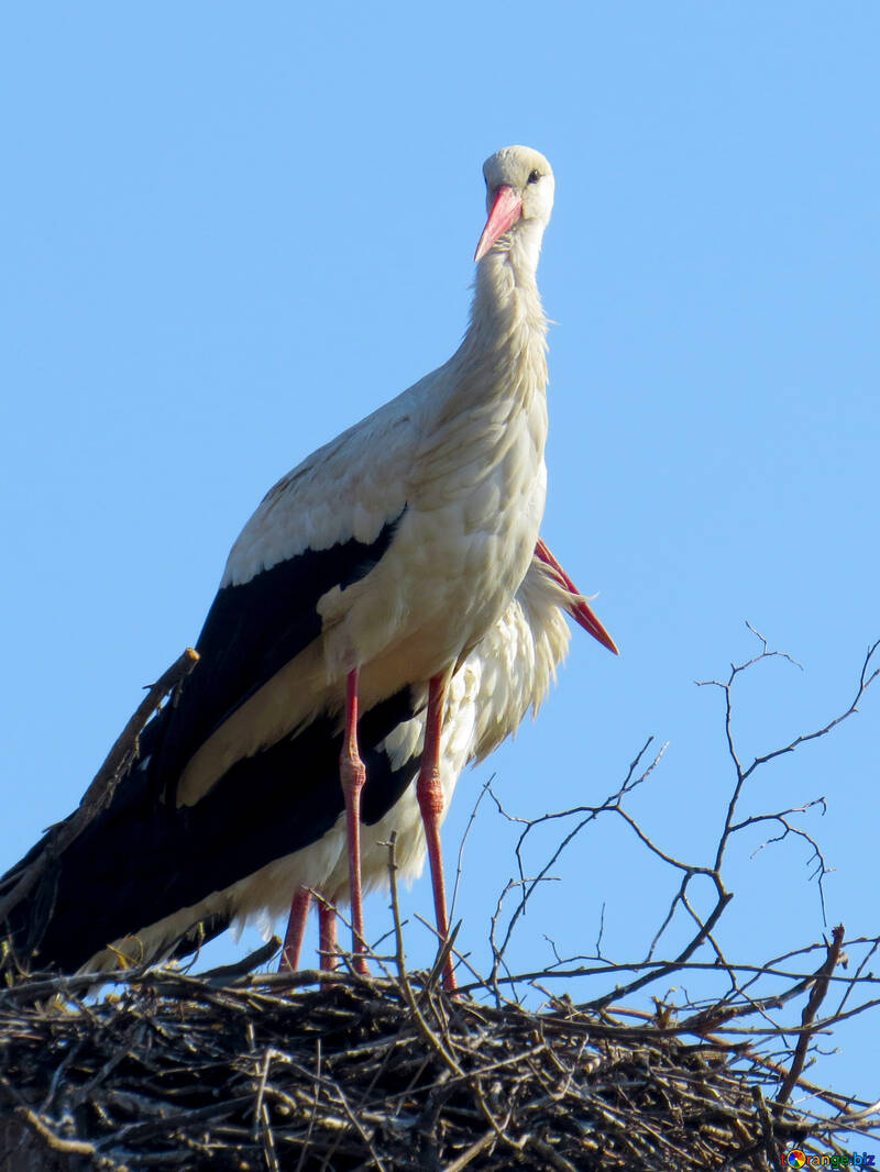 stork bird on nest №53177