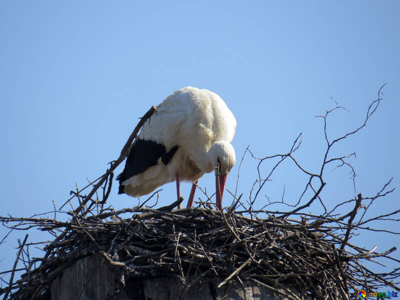Un oiseau cigogne au nid №53180