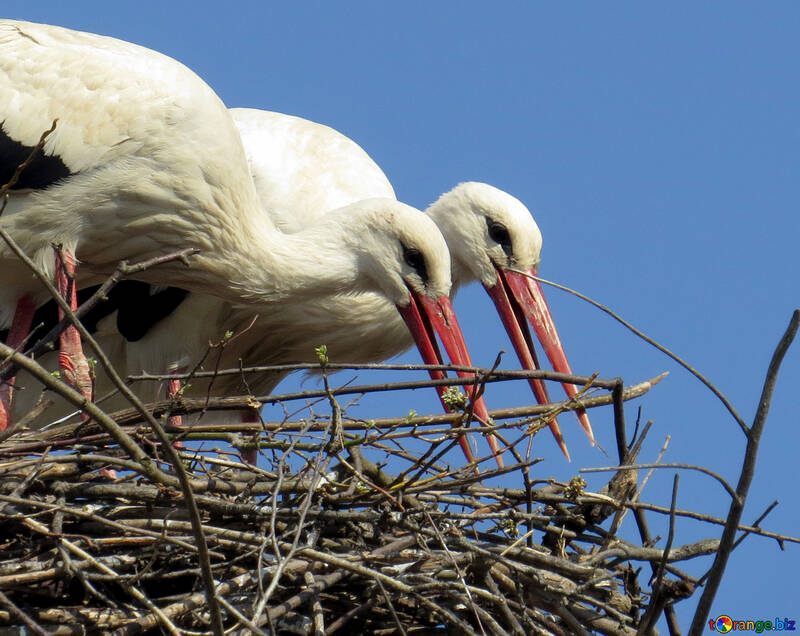 Zwei Vögel bauen ein Nest Störche №53210