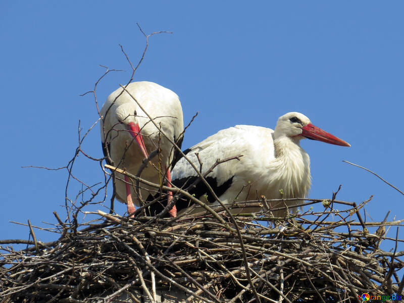 Deux oiseaux dans un nid cigogne №53212