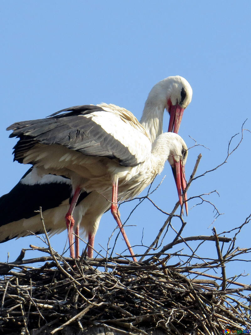 Due cicogne di uccelli in piedi su un nido №53203