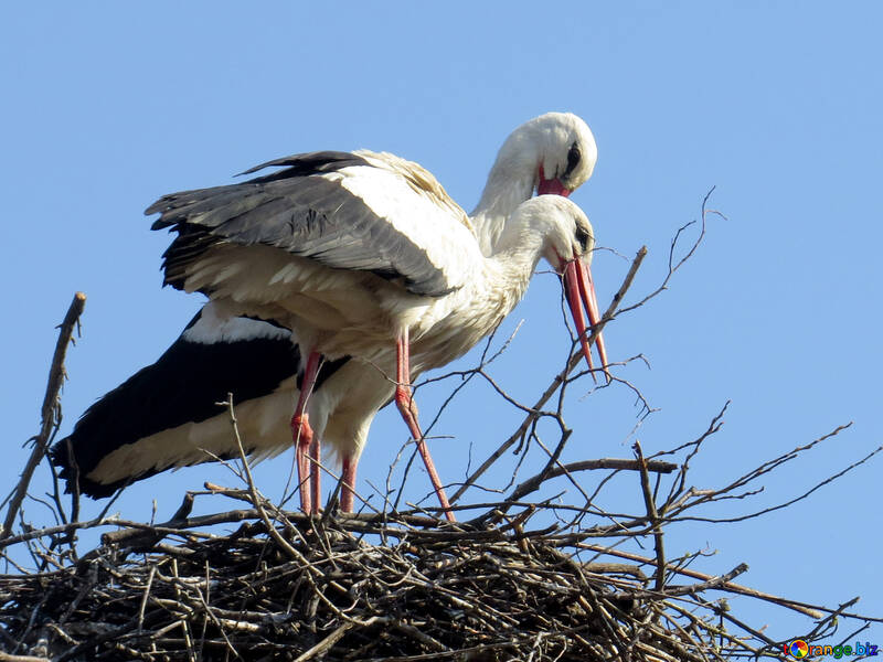 two weird birds in a stick nest but they are probably making the nest №53204