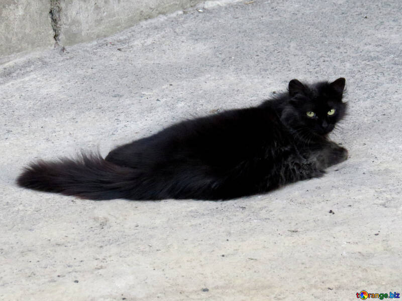 黒猫 №53359