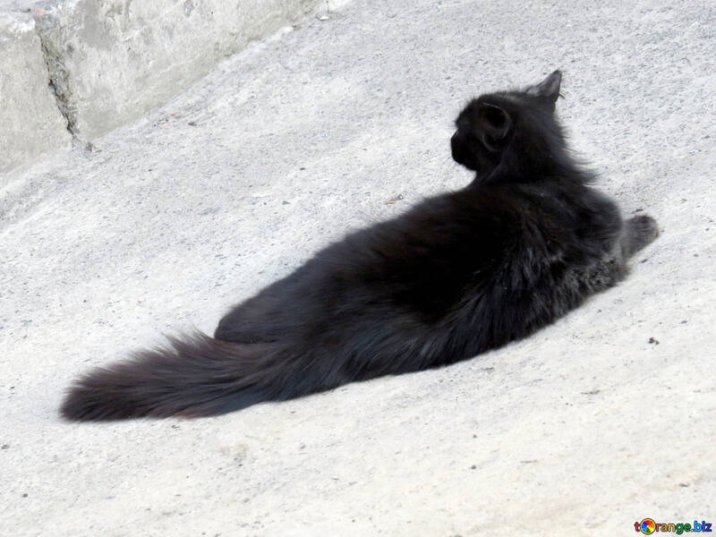 Чорна кішка лежачи №53360