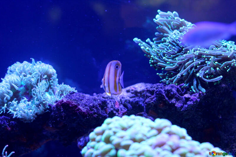 blue underwater coral №53802