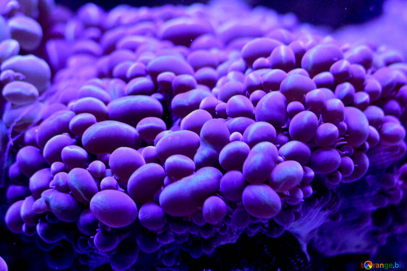 細胞紫バブル №53774