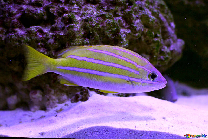 条鰭綱の骨-水冷HD写真の下で魚を泳ぐ №53919