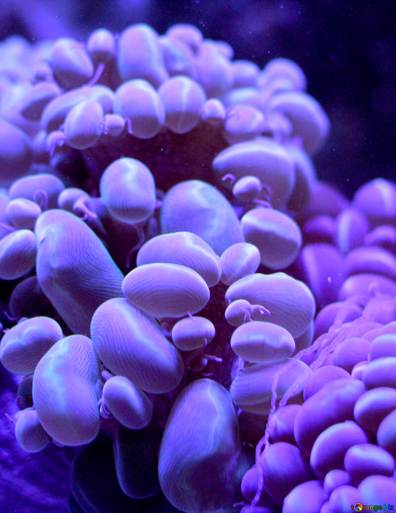 サンゴ礁紫 №53773