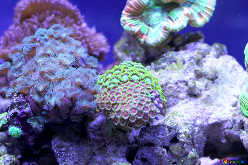 Черепашки коралових рифів морські черепашки залишають корали №53825