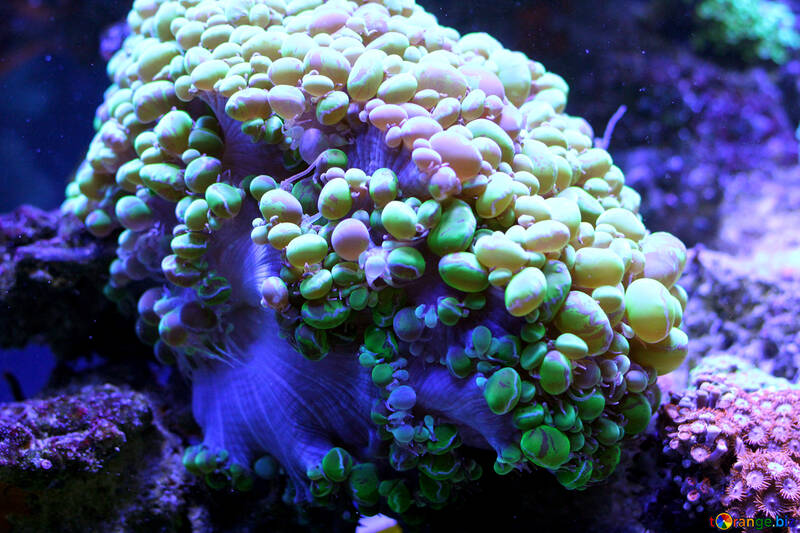 Arrecife de corales №53800