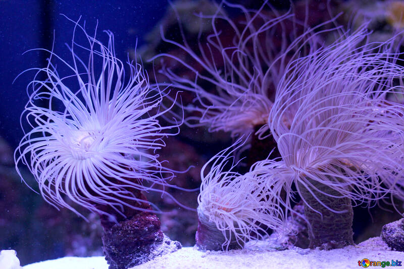Criaturas do mar, corais, anemon, flores roxas, plantas №53864