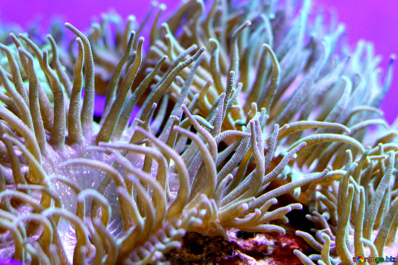 Flores de mar corales erizo №53814