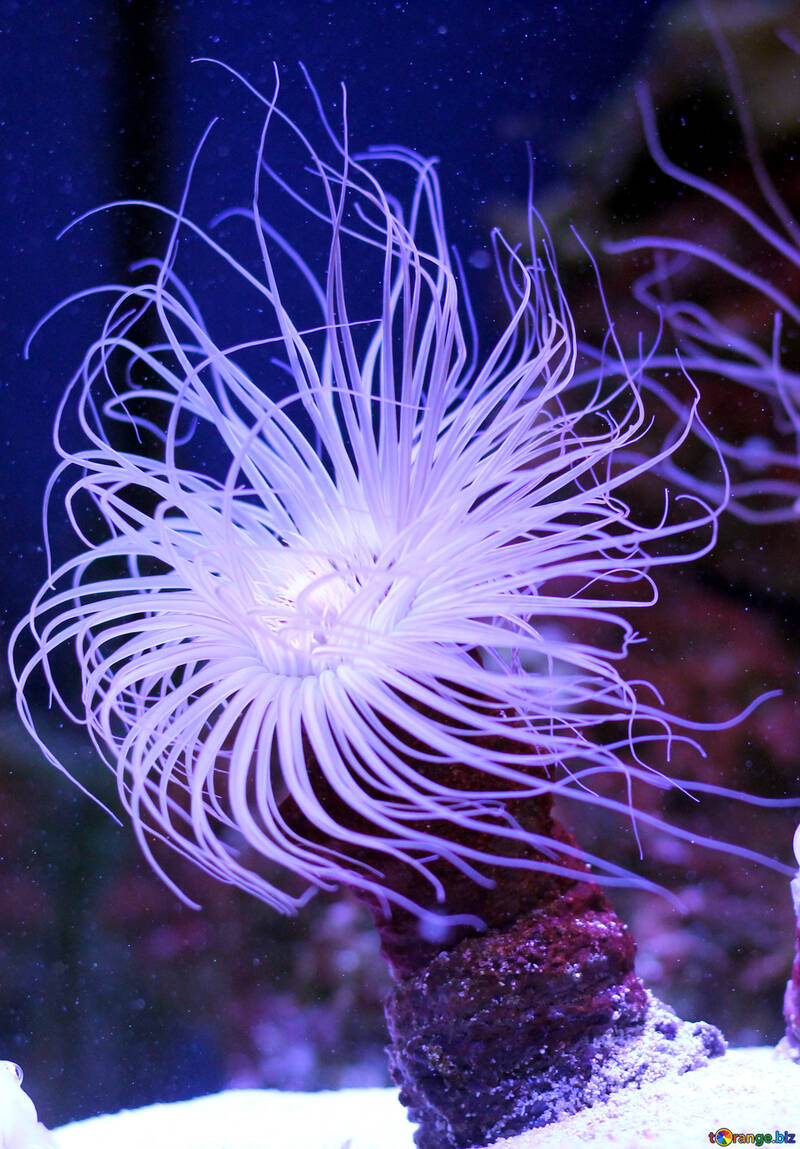 sea creature Starfish anenome purple №53863