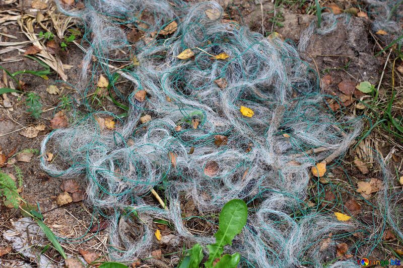 tangled gray fish net on a bed of pine needles and leaves with a green leaf at the bottom №53323