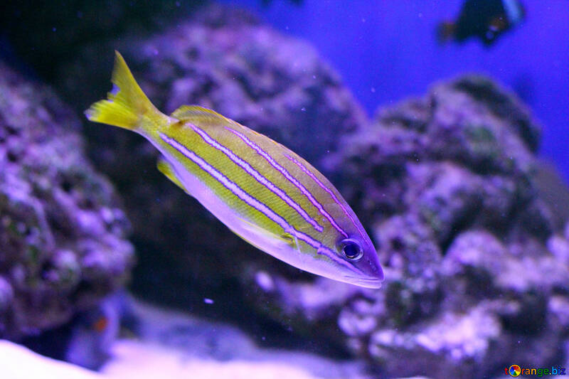 Close subaquático de um peixe №53918