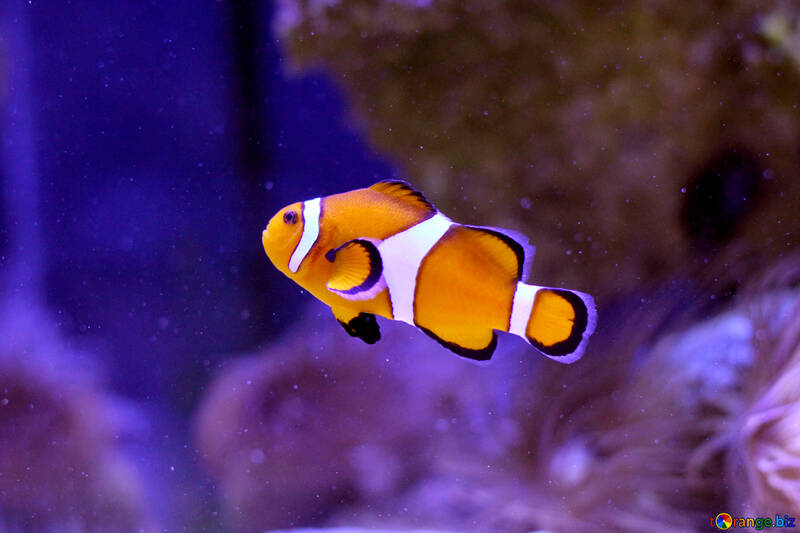 Clown fish orange nemo №53842