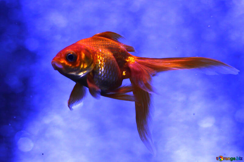 Gold Fish orange Goldfish №53929