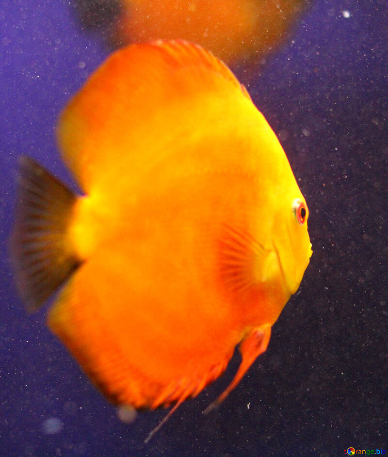 Peixe dourado amarelo №53954