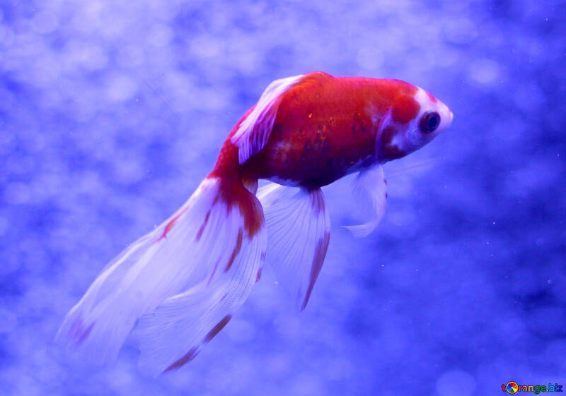 Pesce rosso pesce che nuota №53926