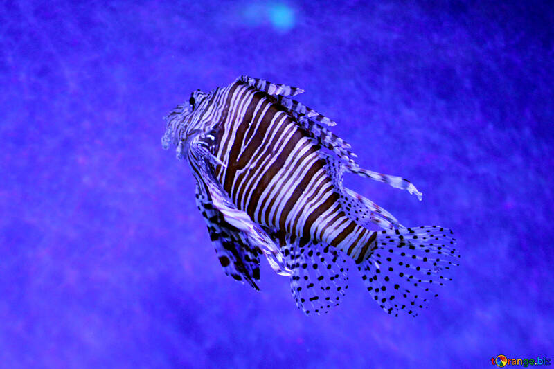 lion fish with strips and its a fish swimming №53907